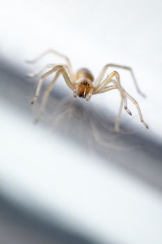 Spider crawling on bright, reflective surface