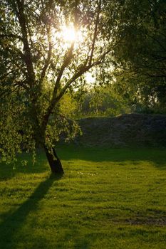 Green tree on a field in sunset