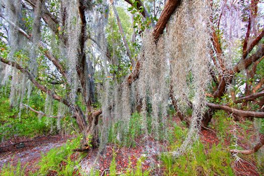 Spanish moss sways in the breeze along the Coastal Prairie Trail of Everglades National Park Florida.