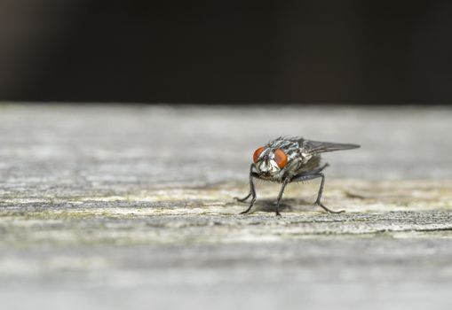 macro of a house fly