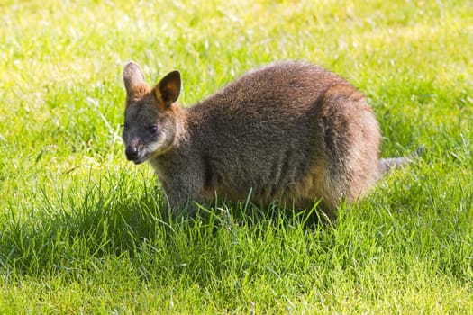 Cute Swamp- or Black Wallaby eating  grass