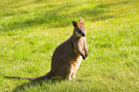 Swamp- or Black Wallaby standing on grassland in morning sunshine