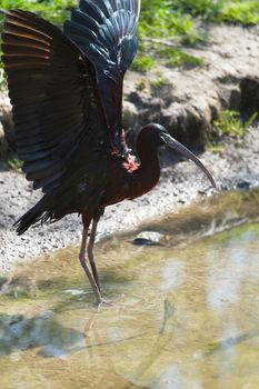 Glossy Ibis or Plegadis falcinellus spreading wings in sunshine at the waterside