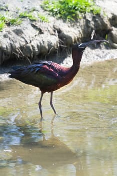 Glossy Ibis or Plegadis falcinellus drinking water in sunshine at the waterside