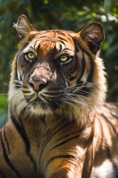 Portrait of Bengal- or Asian tiger in morning sun