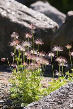Pasque flowers or Pulsatilla with decorative  silky seed heads in spring