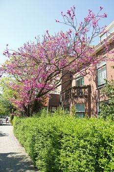 Judas tree or Cercis siliquastrum blooming in spring with pink flowers in front of a house