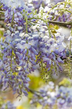 Beautiful Wisteria sinensis flowers blooming in springtime 