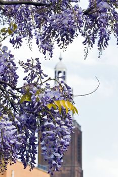 Wisteria sinensis flowers blooming in spring with churchtower in background