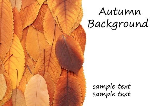 autumnal background with spaces for your text - bunch of faded cherry leaves over white