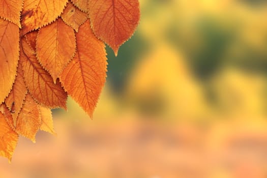 colorful faded cherry leafs in autumn season