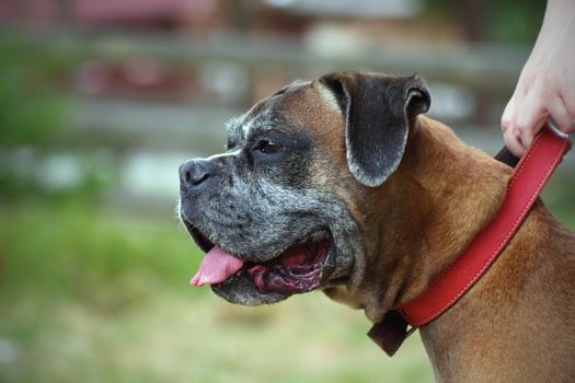 portrait of a boxer breed with red collar