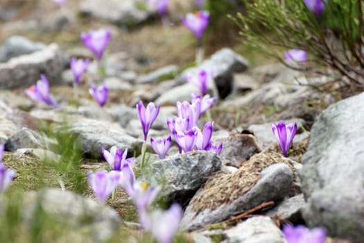 purple wild spring flowers ( crocus sativus ) growing on rocky terrain up in the mountain