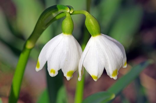 Close up image of two snowdrops in the garden