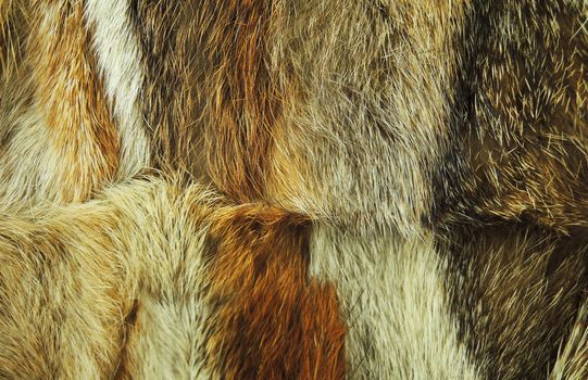 Fox fur texture