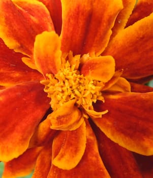 Marigold flower macro