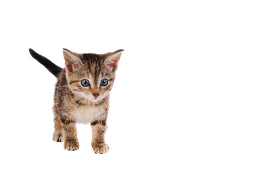 Blur eyed striped kitten with white background