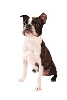 Purebred Boston Terrier Dog Standing on a White Background