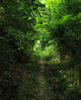 Wild road in forest