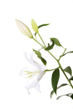 White lily flower isolated on white.