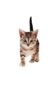 Blue eyed tabby kitten standing on a white background