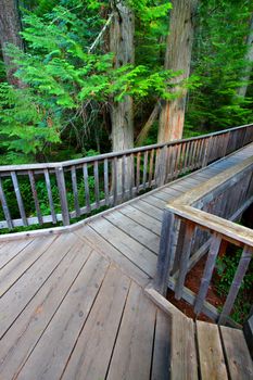 Boardwalk passing by ancient trees on the Trail of the Cedars in Glacier National Park - Montana.