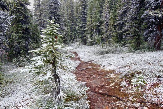Snow falls on an autumn day along a narrow trail of Jasper National Park.