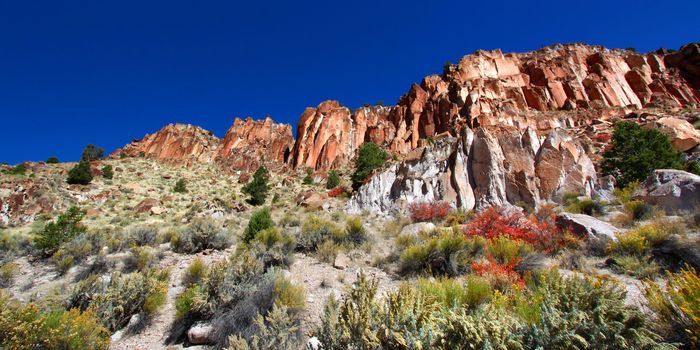 Wildflowers grow beneath steep cliffs at Fremont Indian State Park of Utah.