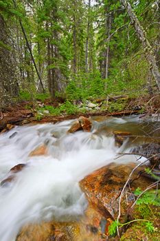 Rapids of Bucking Mule Creek in the Bighorn National Forest of Wyoming.