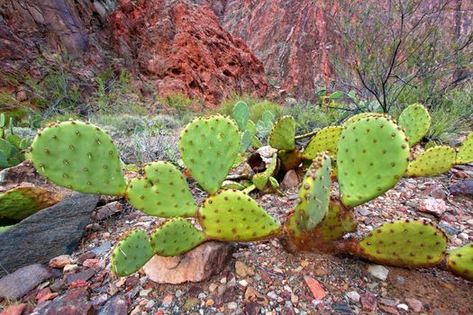 Cactus at the bottom of the Grand Canyon in Arizona.