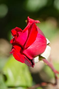 Half open rose bud against a garden background