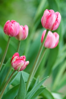 several beautiful blooming tulips in the background