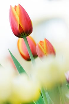 several red beautiful tulip on a outdoor close-up