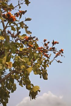 Vertical of an orchid type orange flora on a tree against blue sky back ground that grows in the tropical climate of India. Sorry, may be known by a variety of names, Butea monosperma; kesuda, Delonix Regia, Gulmohar