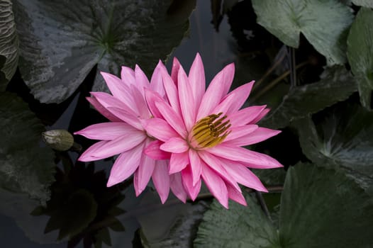 Two Lotuses with a Tiny Spider. Nimphaea. Samosir Island North Sumatra, Indonesia.