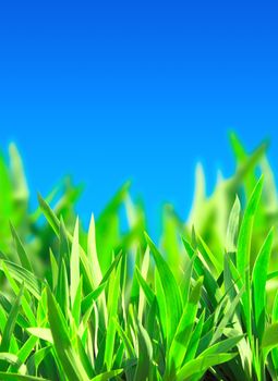 Green grass on blue sky