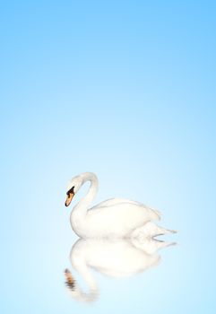 Mute swan on blue water