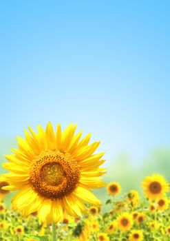 Yellow sunflowers and blue sky