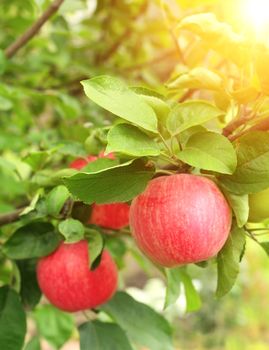 Ripe red apples. Summer time