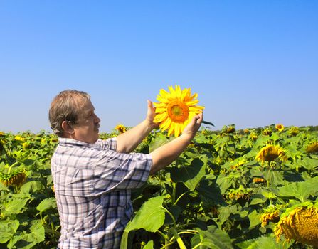 Elderly farmer and field of sunflowers