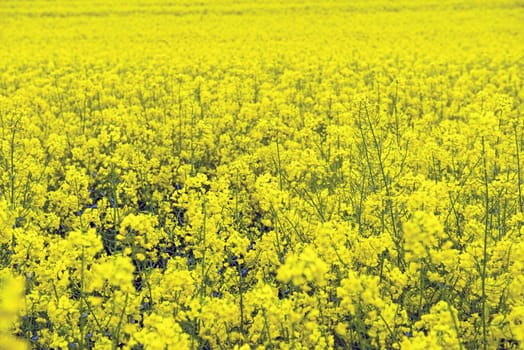 Rape field in bloom