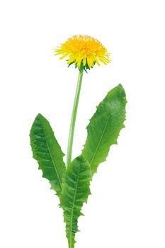 Beautiful yellow dandelion with green leaves on white background