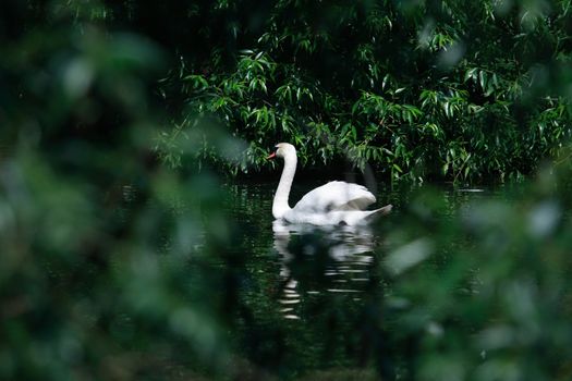 Romance symbol. Beautiful swan on water among green leaves