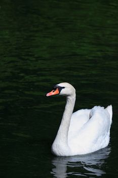 Romance symbol. Beautiful white swan on dark water surface