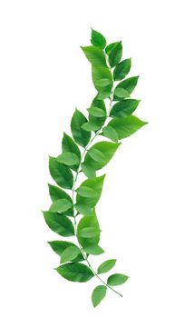 Beautiful twig with green leaves on white background