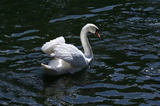 Romance symbol. Beautiful white swan on dark water surface