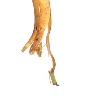 Banana peel is pendent