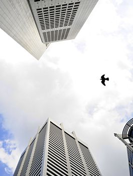 Bird flying beetwen the high skyscrapers in Singapore