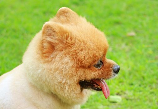 Cute face of pomeranian dog in garden