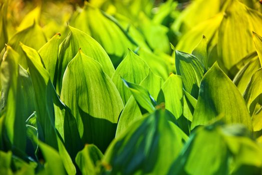 Green grass growing in the garden under the bright sunlight.